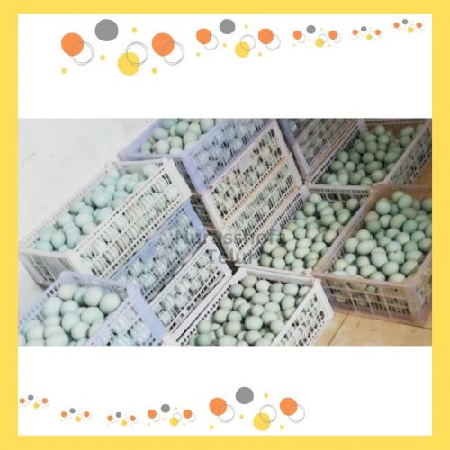 Telur Asin Murah Kotagede