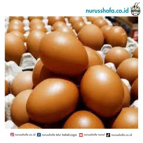 Manfaat Telur
